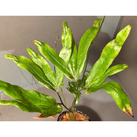 Lygodium cf. dichotomum from Myanmar