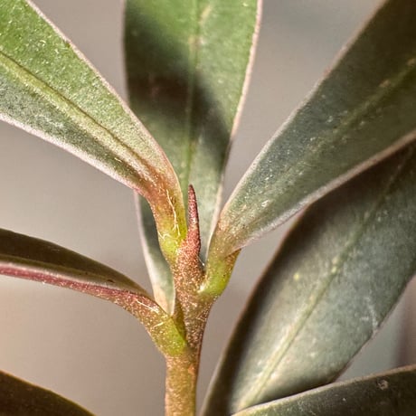Labisia sp. from Kapuas hulu West Kalimantan