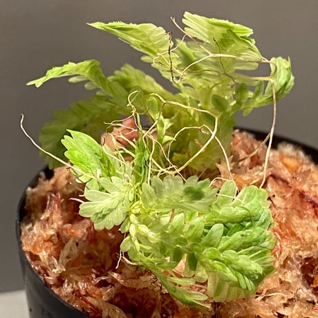 Selaginella sp. バリエガータ from "Nanga pinoh" [TB]