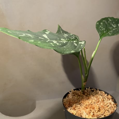 Aglaonema pictum "しるば〜らいん" from Aceh sumatera [LA1218-01b] グリーンマルシェ No.5