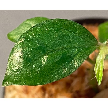 Elatostema sp. from Nopphitam [TK260915]