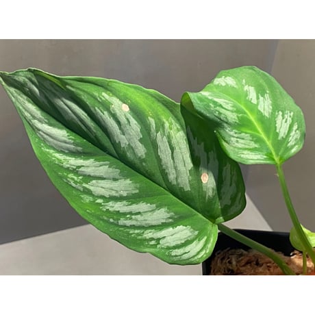 Homalomena sp. from Riau sumatera [LA1119-02]