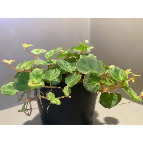 Begonia lichenora (sp.Mini) from Kalimantan Sarawak border [LA]