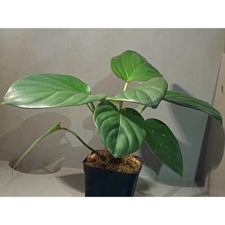 (大株) Homalomena sp. "Green widow" BNN from Sibolga timur [AZ0823-11]