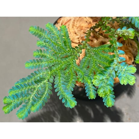 Selaginella willdenowii 伊藤蟻植物農園
