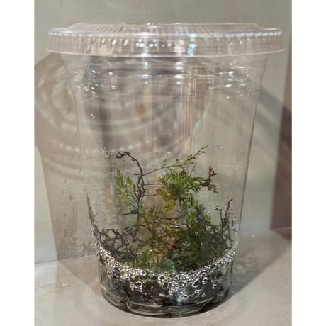 Crepidomanes sp. 'type2' from Wonosobo Central Jawa
