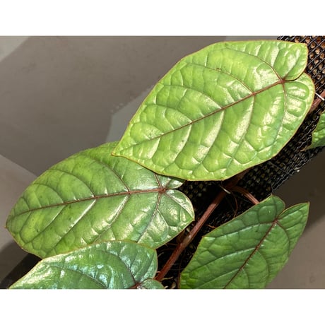 Pterisanthes sp. from Sabah-1 [R0515-01a]