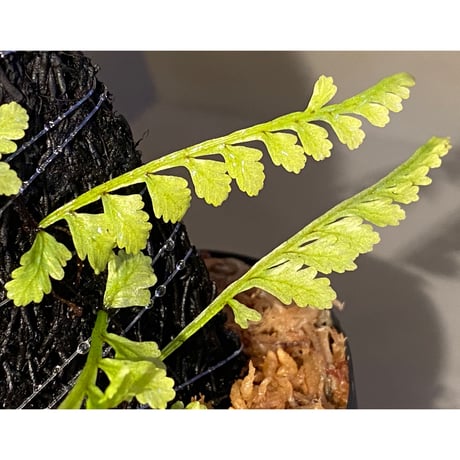 Teratophyllum aculeatum from Nanga pinoh [TB]