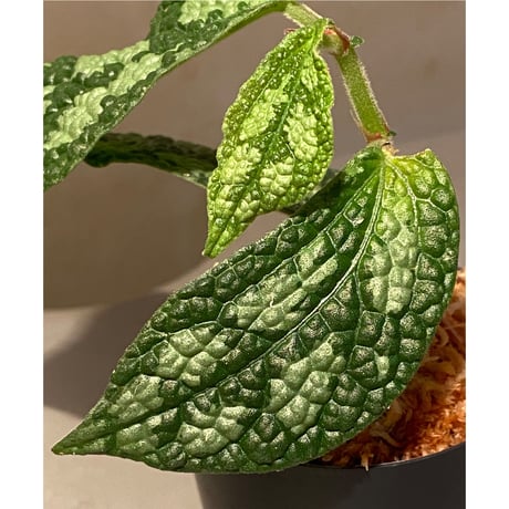 Elatostema sp. (Sri Lanka?)
