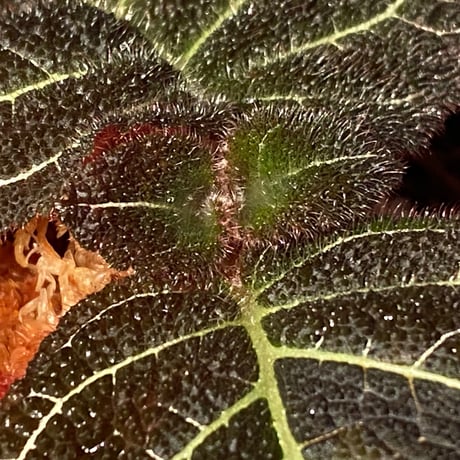 Pearcea hypocyrtiflora from Rio Napo Ecuador [tanakay] 白葉脈