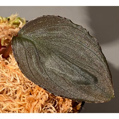 Homalomena sp. "Imperial Japanese Navy" from Resum P.Lingga [AZ0517-11]