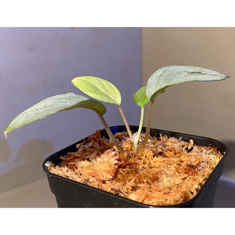 Homalomena hyb. Rec110-03 [K0320-f1] KZT