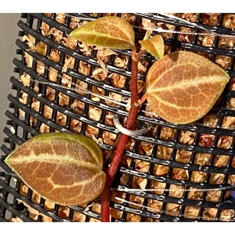 Peperomia sp. (インボイスbicolor)