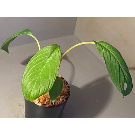 Homalomena sp. from Padang sumatera [LA0117-02] ②