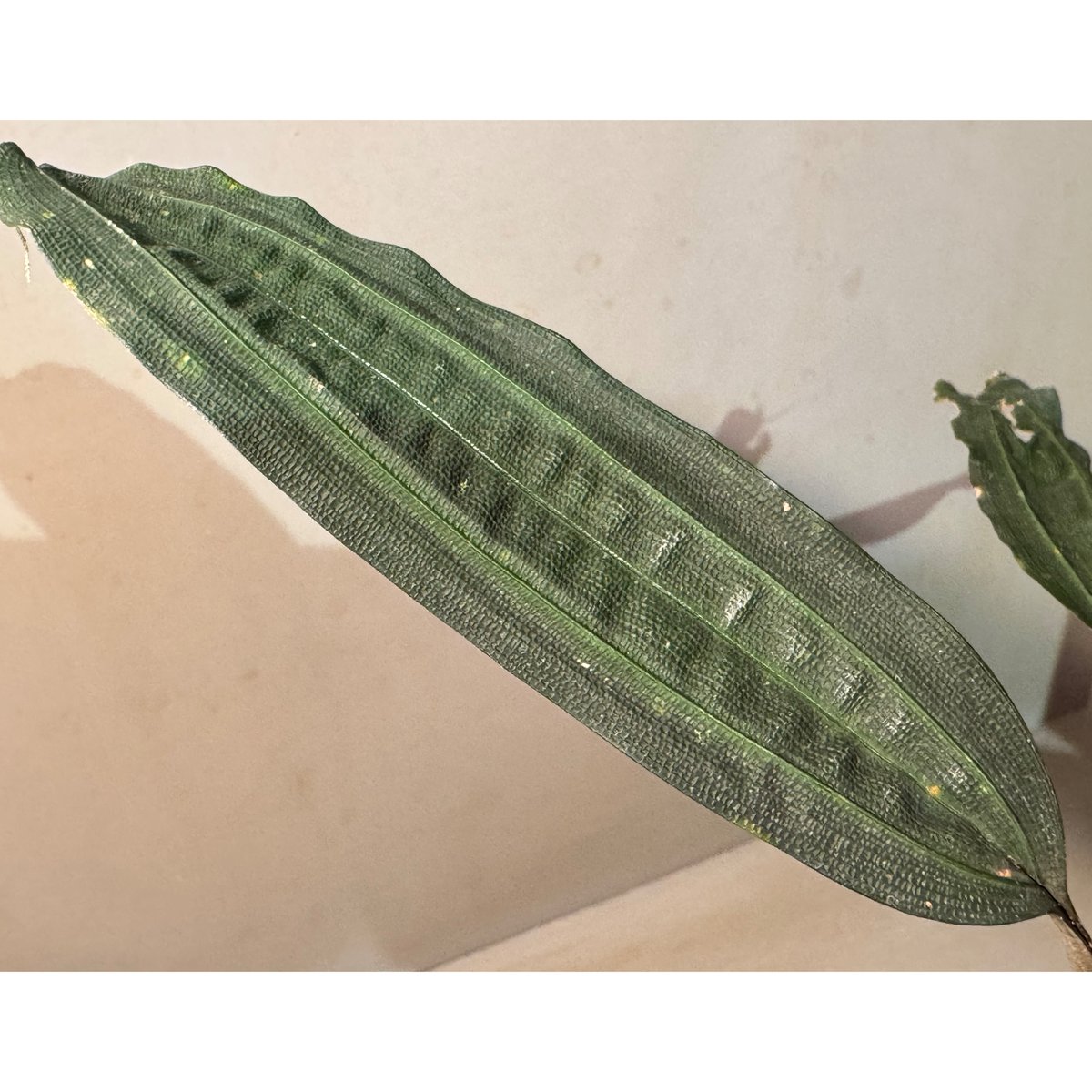 Mapania cuspidata from Bengkayang West Kalimant