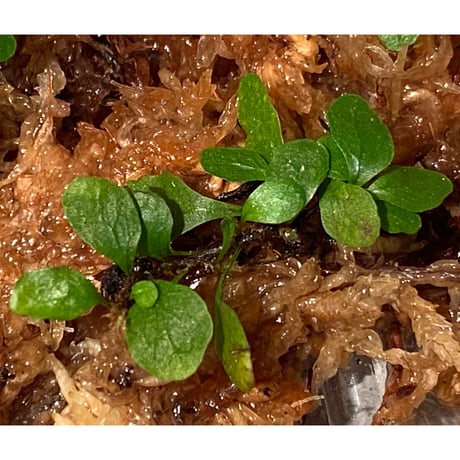 Microgramma heterophylla