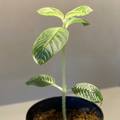 Gesneria sp. from "Kayu lapis" [TB]