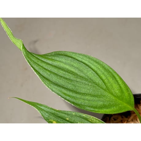Homalomena sp. "蛟" from Sumatera Utara [LA0318-02] ②