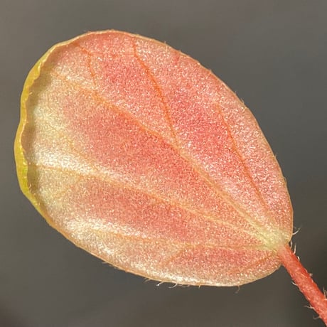 Begonia blancii