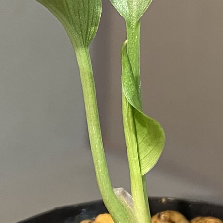 Homalomena sp. "Green" from Bogor
