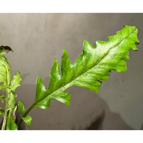 Bolbitis sinuosa from Philippines