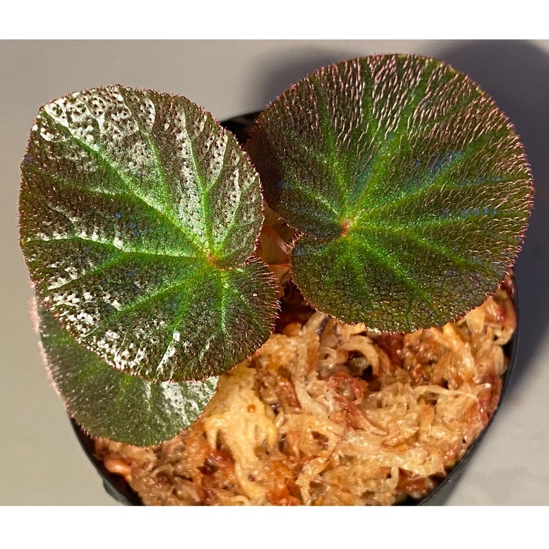 Begonia sp. from Manaus | M・R・G・R