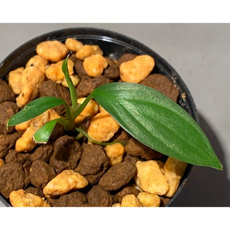 Homalomena sp. from Kuala Balah [TK270316]