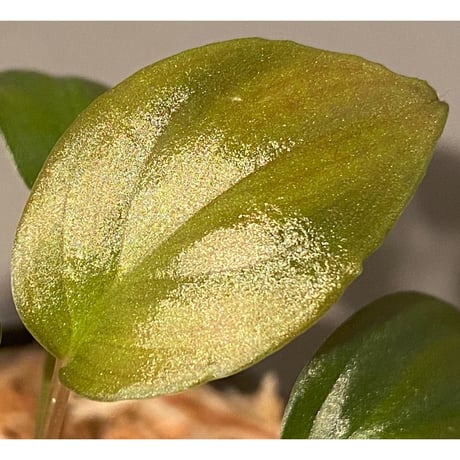 Homalomena sp. "Black Velvet" from Kepulauan Riau [KN]