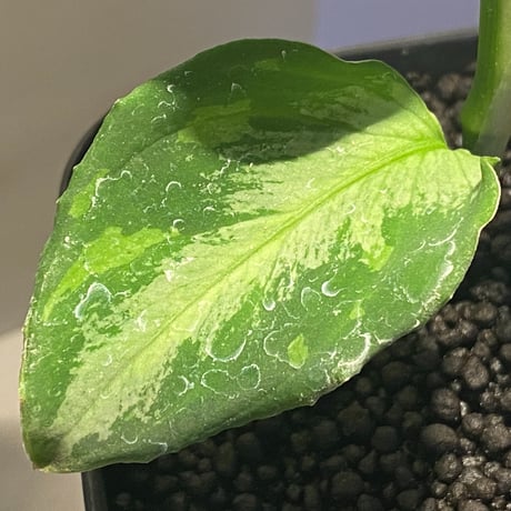 Aglaonema pictum "マルチカラー白玉" D.F.S from Sumatera Barat [AZ0912-1]
