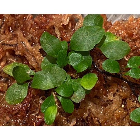 Microgramma heterophylla