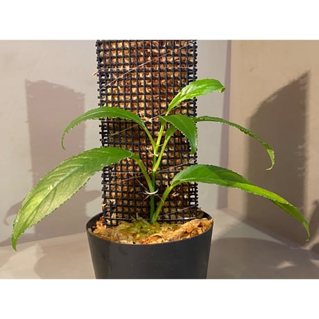 Unknown from Iquitos Peru [tanakay]