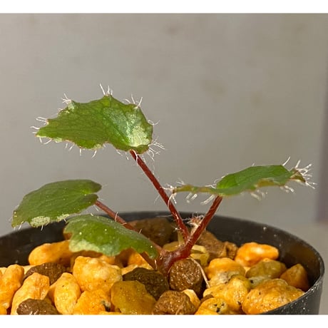 Begonia cf. ferox from Cao Bang [YH040519BK] TK