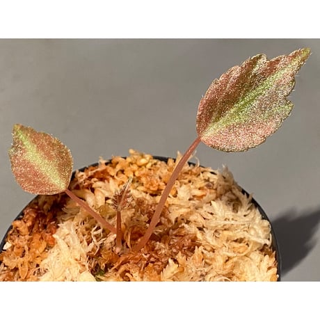 Begonia '煉獄-弐' [LA hyb.-f1-01]