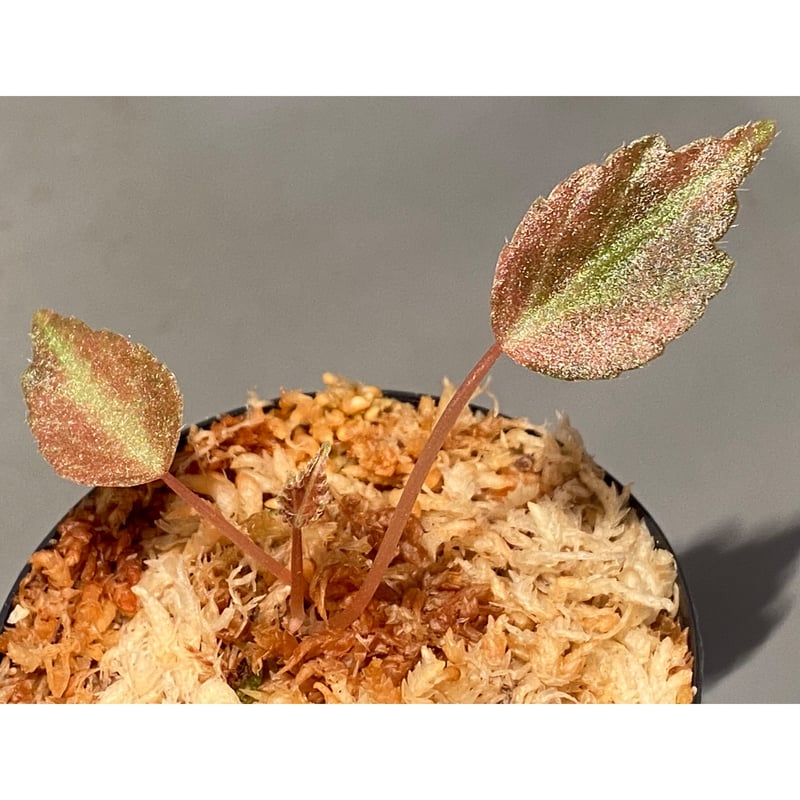 peculiarman Begonia 5点同梱発送 peculiarman Begonia 5点同梱発送