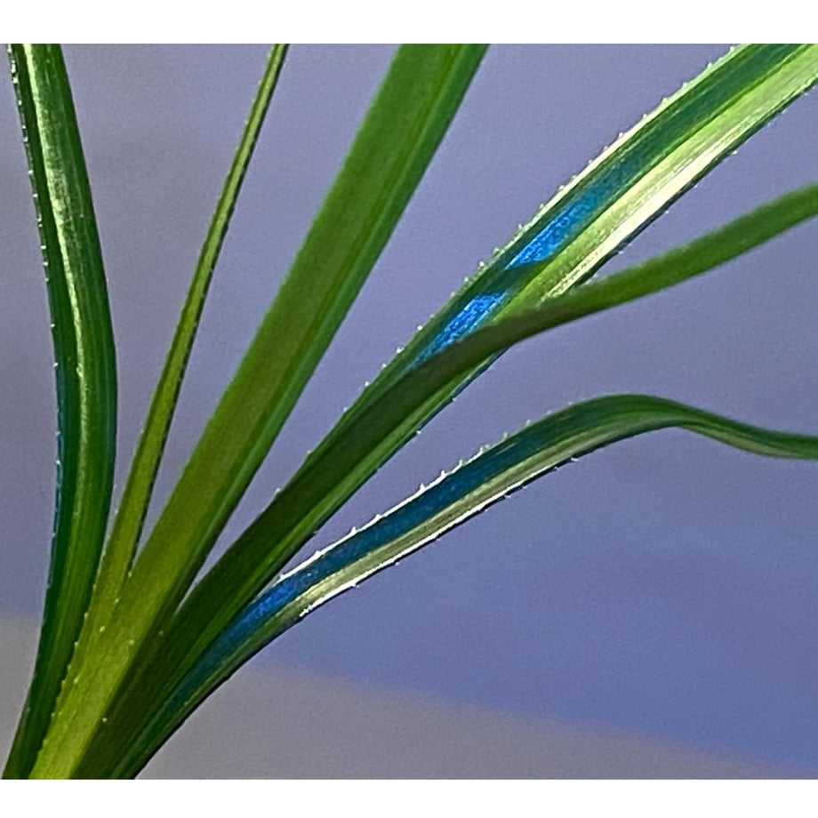60c35032e9ccb2045eab46b2
