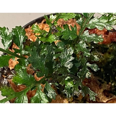 Bolbitis heteroclita cuspidata