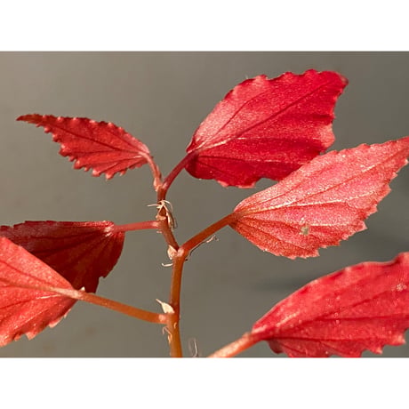 Begonia sp. ぼっち株 from Julau [R1214-01b]