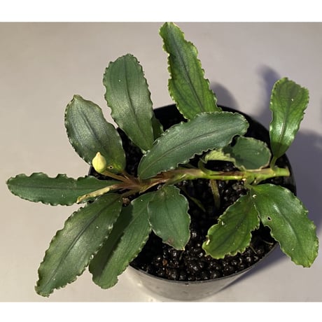 Bucephalandra sp. "Pakak 3" [MF0417-5A]