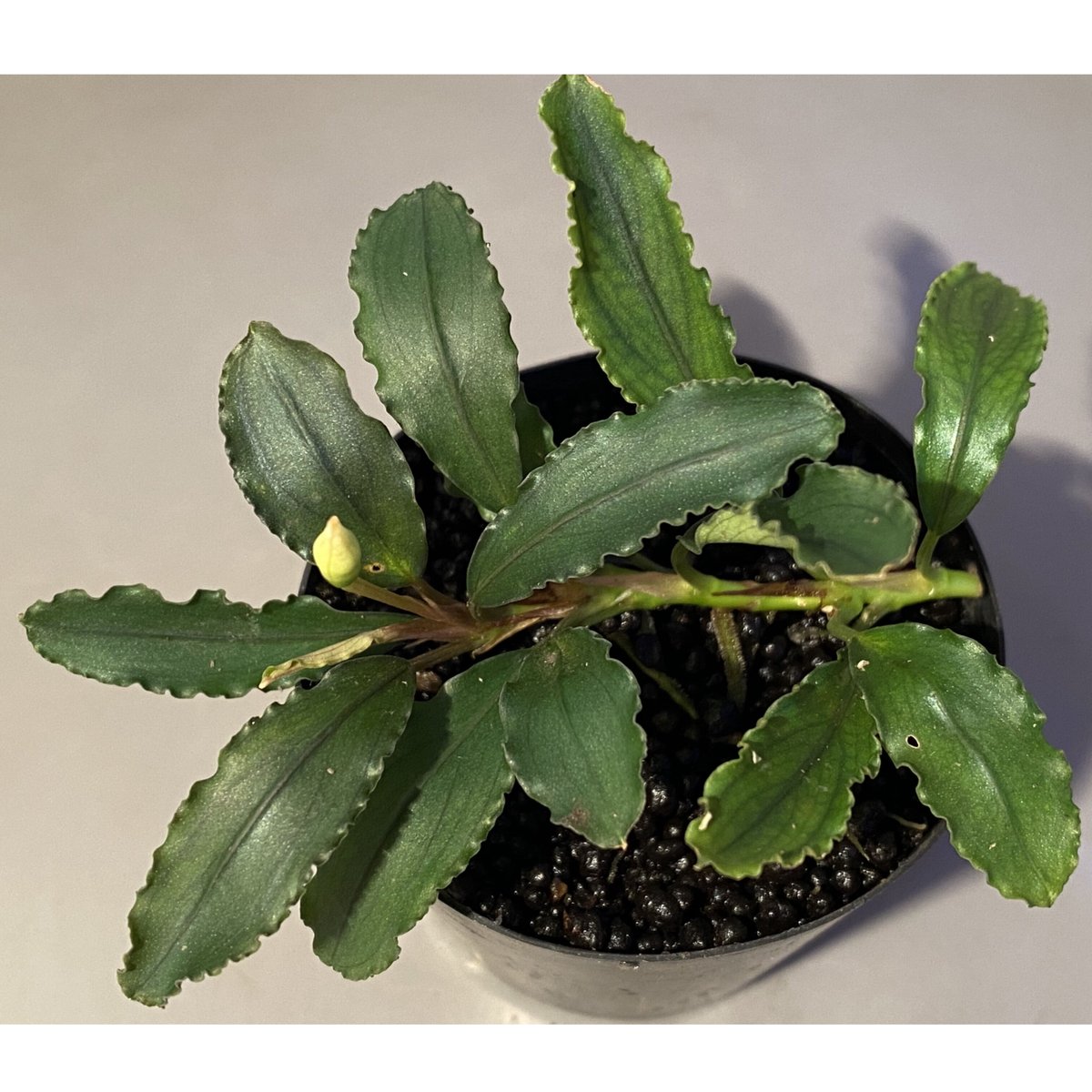 Bucephalandra sp. Bucephalandra sp.