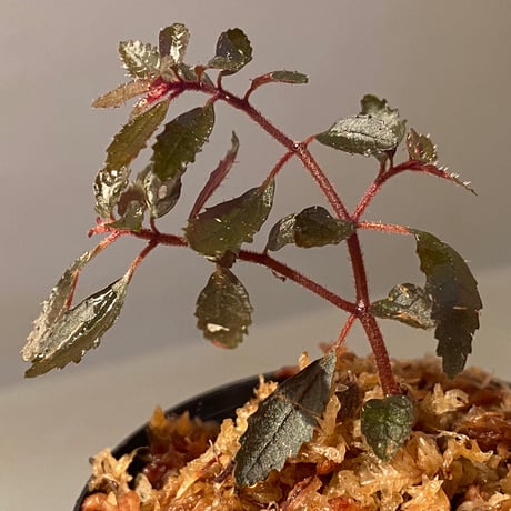 Triolena pileoides from Ecuador
