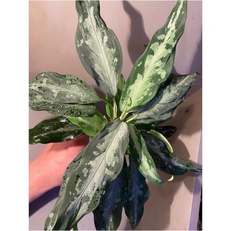 Aglaonema pictum A from Aceh sumatera [LA1115-03 i]