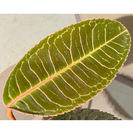 Labisia sp. from Riau Sumatera