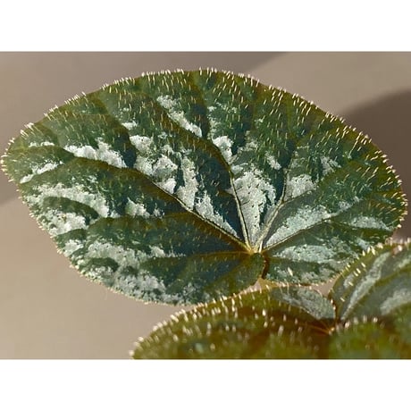 Begonia sp. from Trat Thailand ②