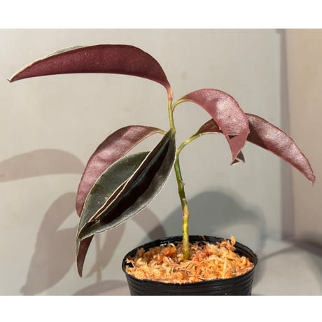 Labisia sp. from Landak West Kalimantan