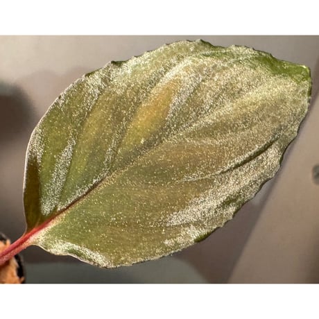 Homalomena sp. from Bengkayang West Kalimantan ②
