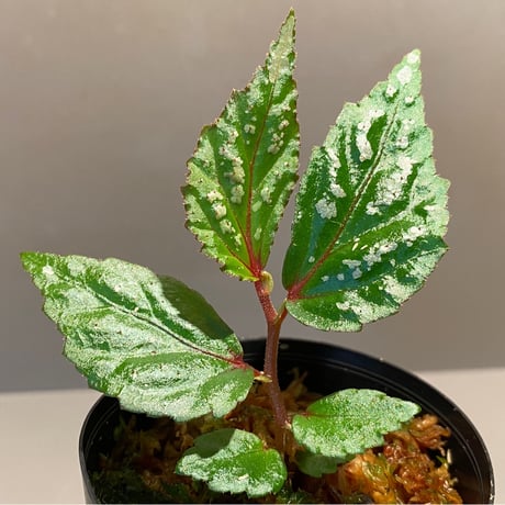 Begonia sp. "Matang-3" from Matang Sarawak [RIO]