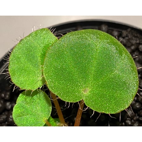 Begonia kingiana from Jerantut [TK170717]