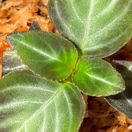 Gesneriaceae gen. from Kalimantan Barat