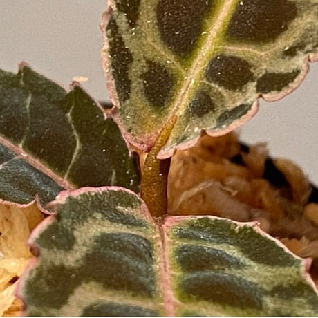 Emblemantha urnulata (Labisia sp.) from Riau sumatera [LA0815-01]