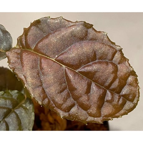 Ardisia sp. from Lao Cai-E [R0517-01]
